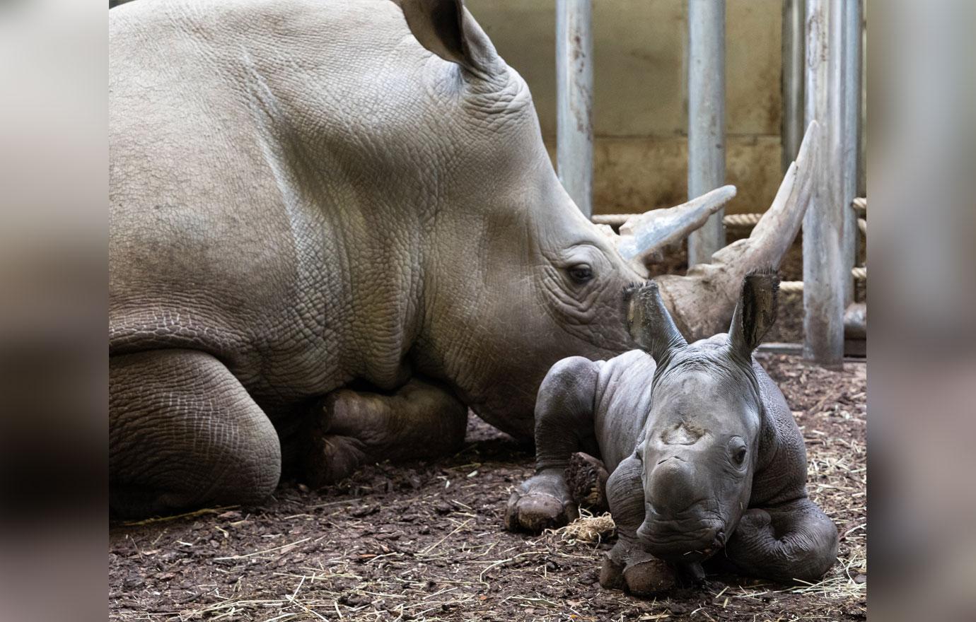 rhino baby born at burgers zoo in arnhem netherlands