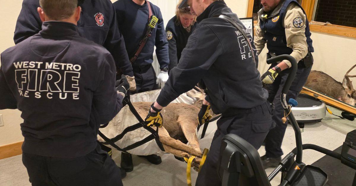 Image of It took a large team of firefighters to get the deer back outside.