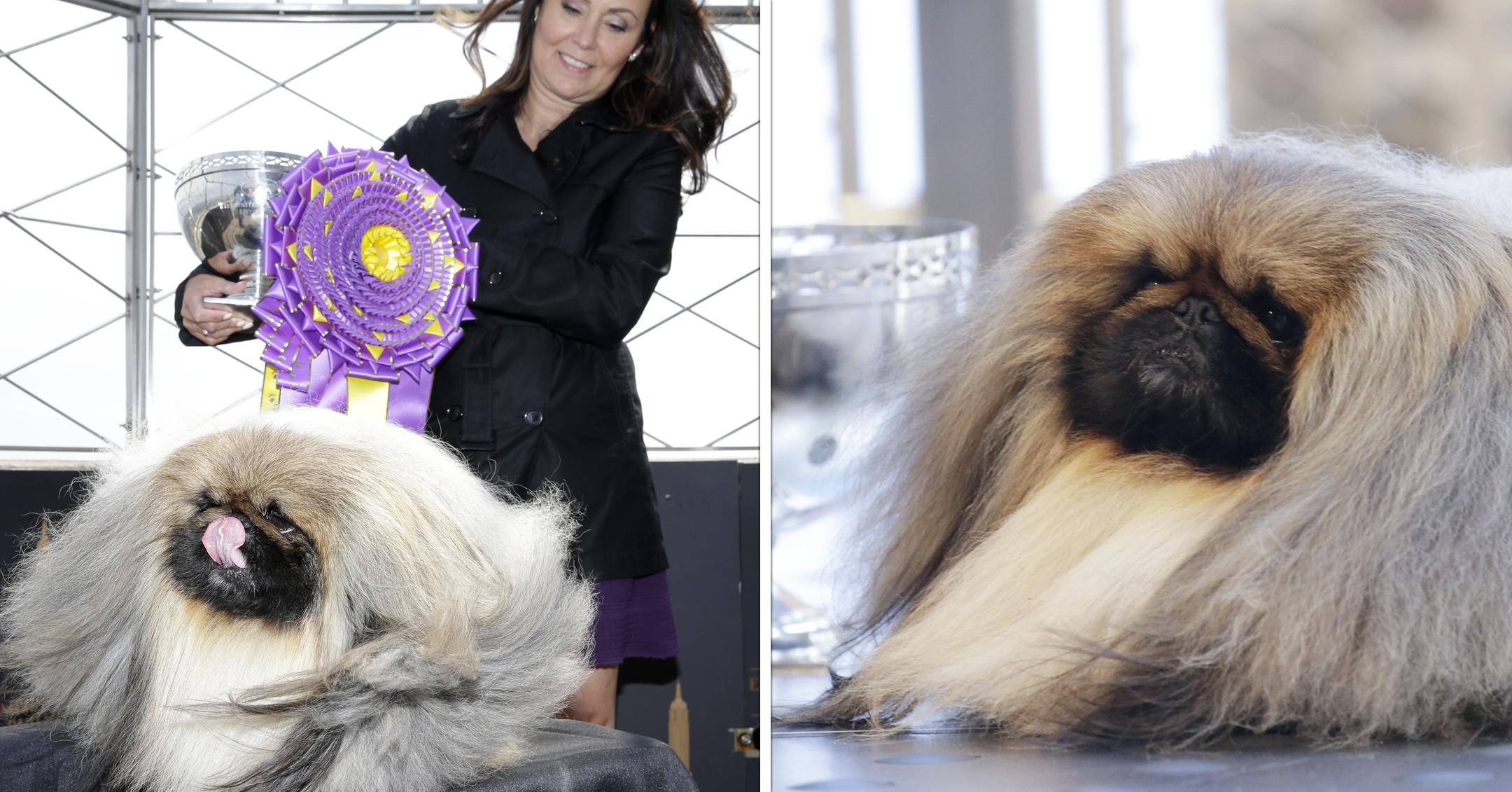 wasabi the pekingese visits empire state building after winning westminster