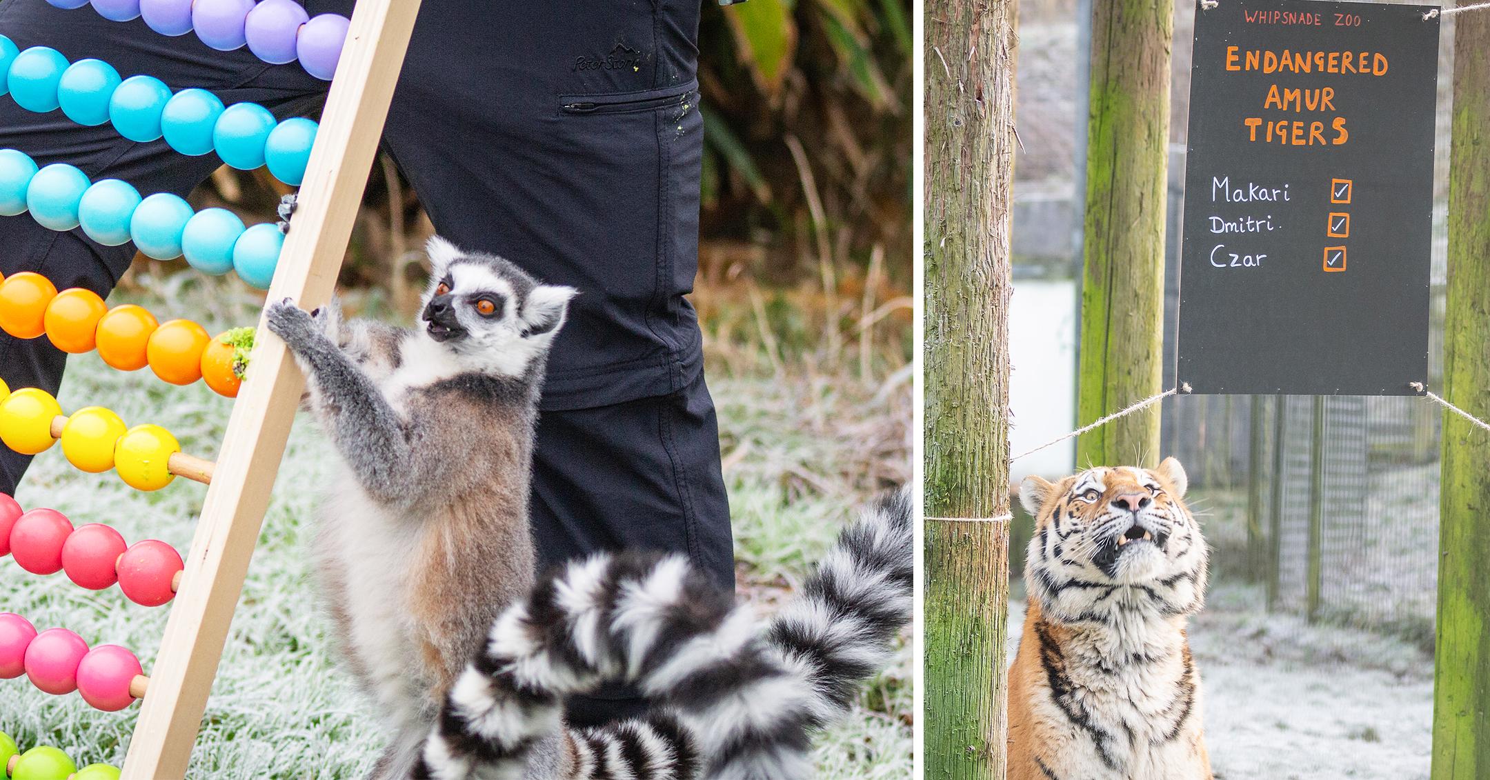 whipsnade zookeepers count every animal for their annual stocktake