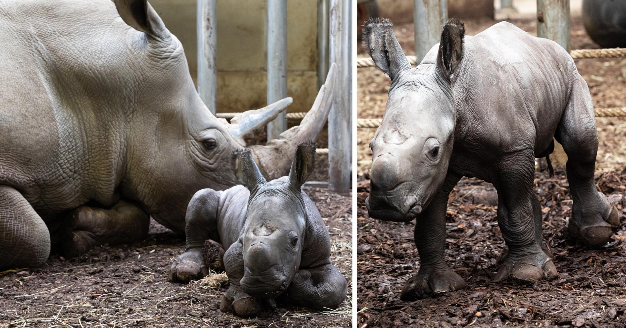 rhino baby born at burgers zoo in arnhem netherlands mh