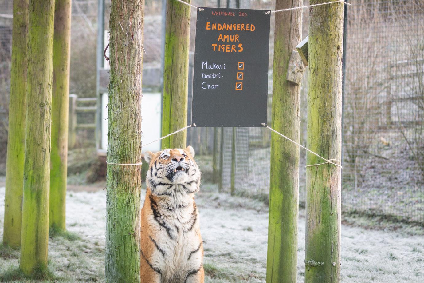 whipsnade zookeepers count every animal for their annual stocktake