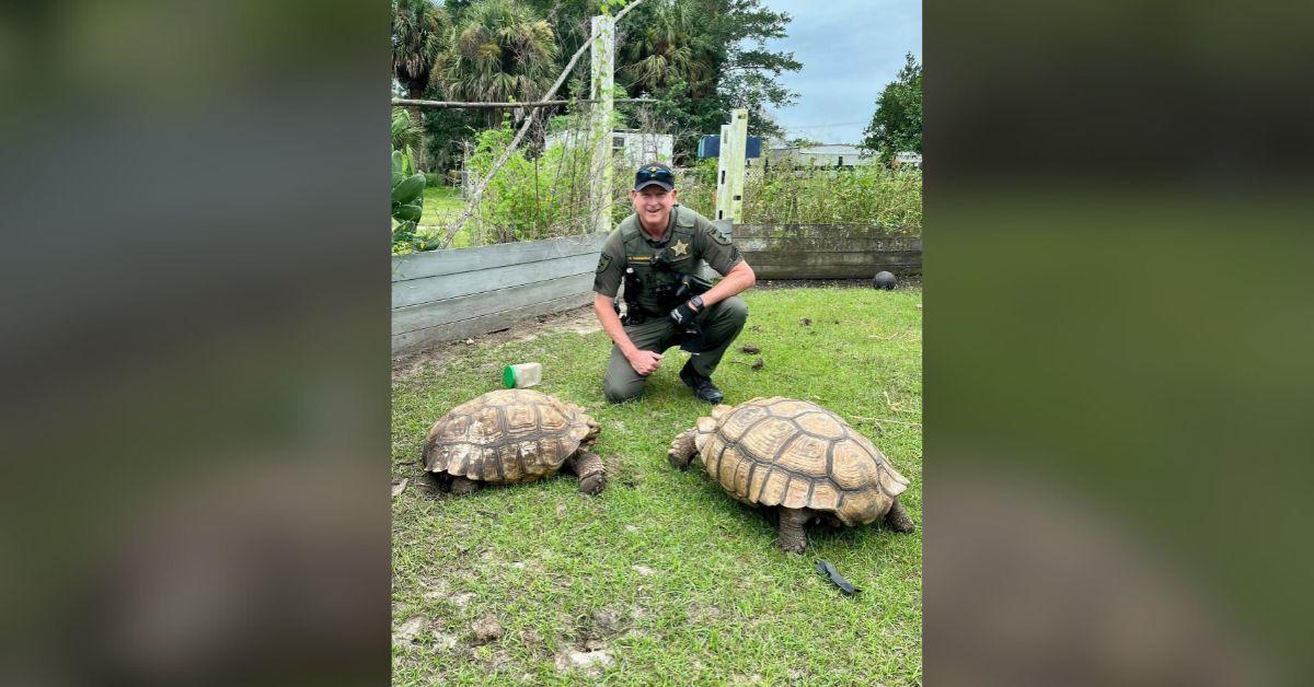 Image of A St. Lucie County policeman posed with the rescued tortoise in the sanctuary where it was brought.