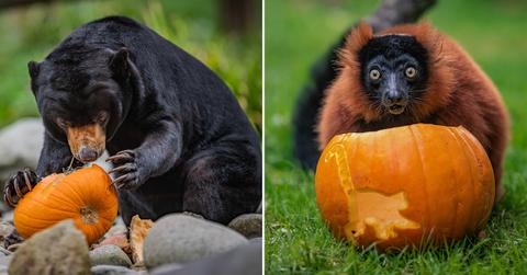animals at chester zoo get into the spooky spirit this halloween pp