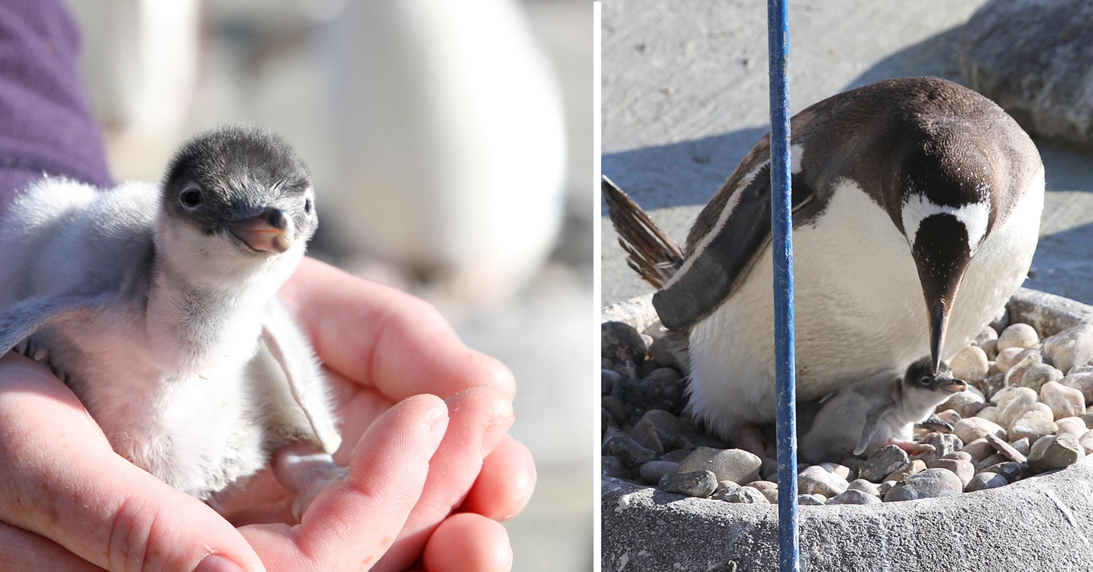 newly hatched penguins at the edinburgh zoo