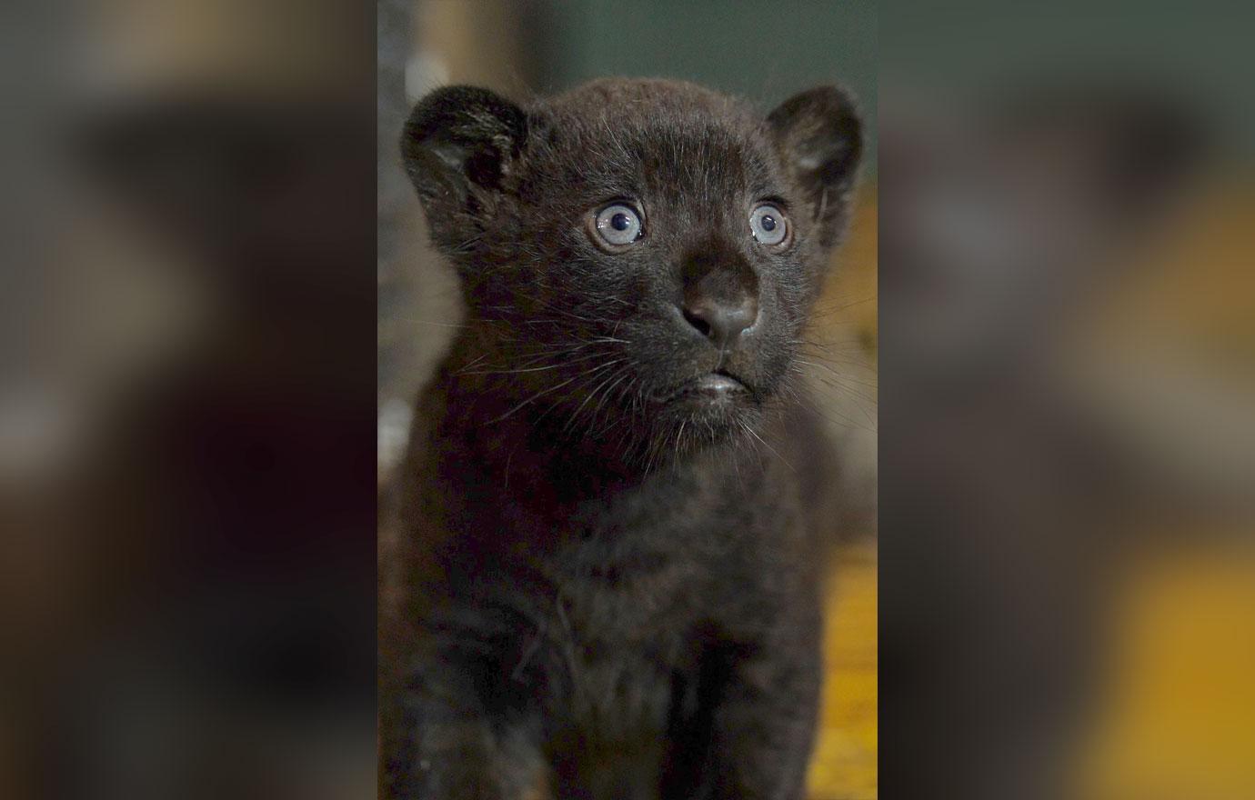 Rare Adorable Black Jaguar Cub Born At Big Cat Sanctuary In UK