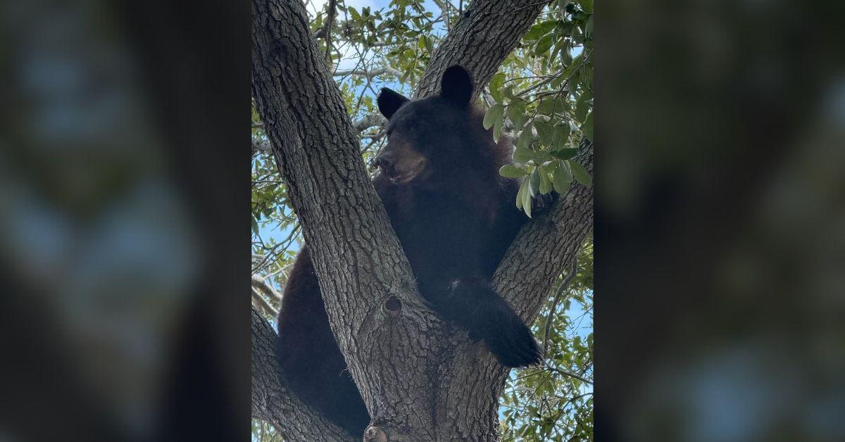 Image of The injured black bear is 'expected to make a full recovery.'