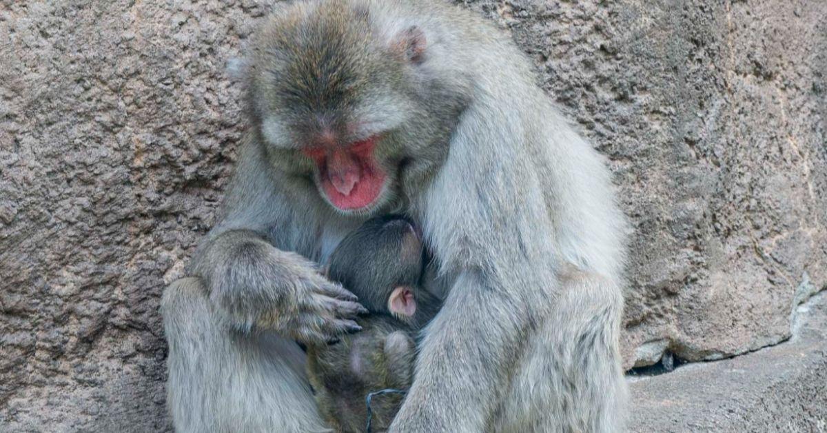 Image of Usagi the macaque cradles her baby.