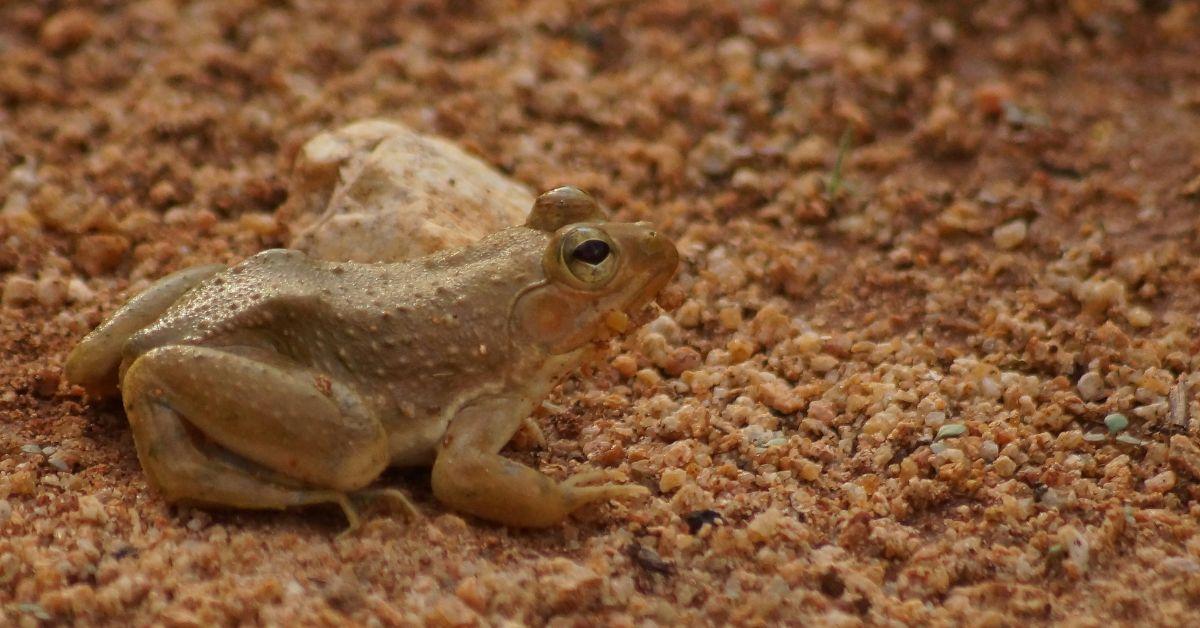 Image of International researchers found three new species of Nectophrynoides in Tanzania.