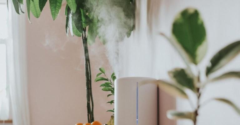 why having house plants will keep you happy healthy