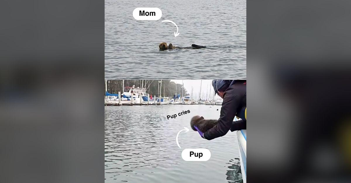Image of Both pup and mother appeared to swim off safely.
