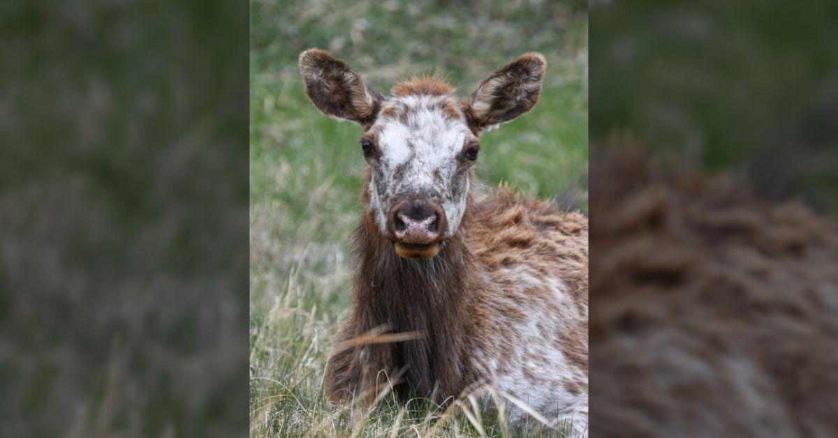image of The piebald condition is caused by a rare genetic mutation.
