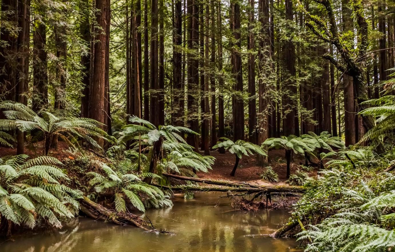 national parks redwood california