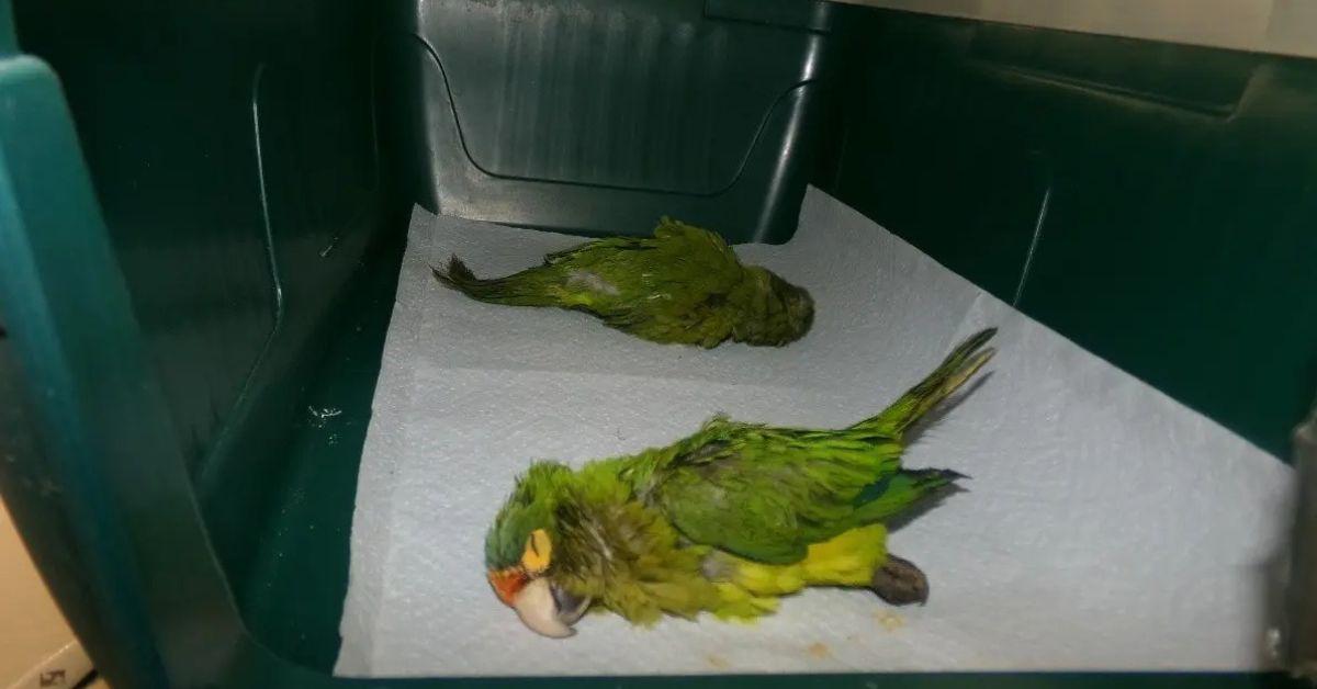 Image of The two parakeets were found sedated but breathing.
