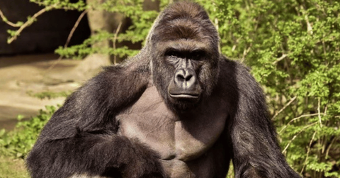Harambe