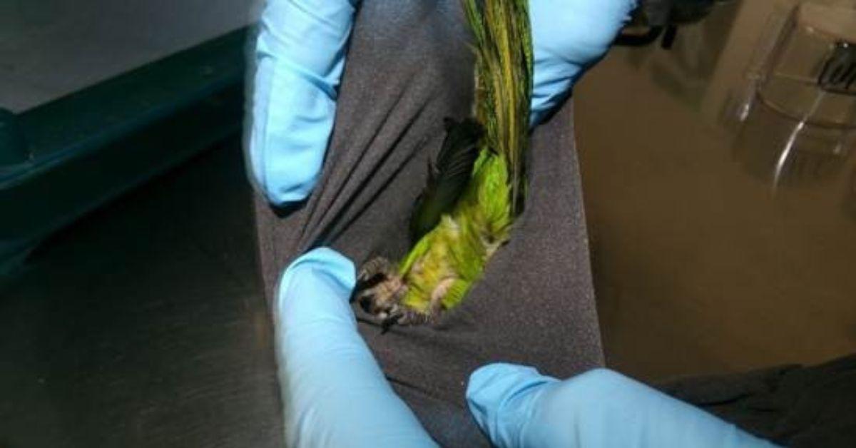 Image of The U.S. Fish and Wildlife Service was called in to take care of the situation.