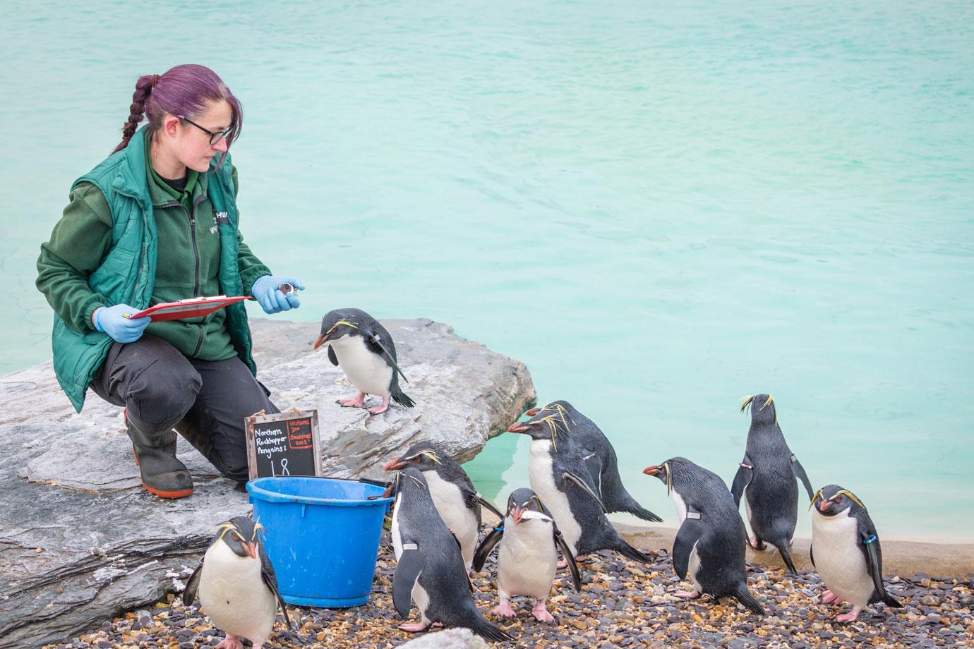 whipsnade zookeepers count every animal for their annual stocktake