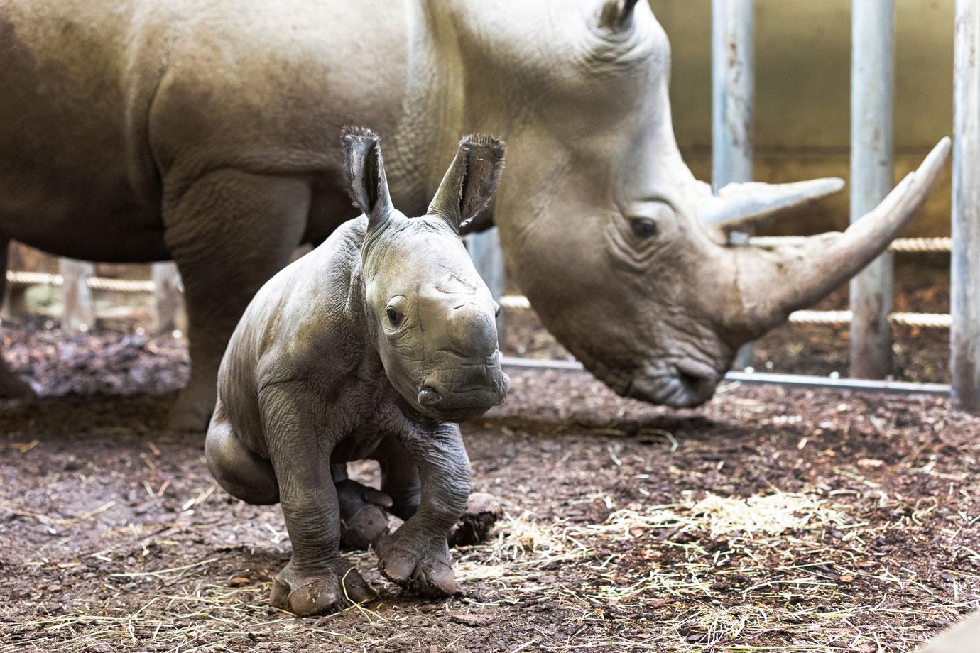 rhino baby born at burgers zoo in arnhem netherlands