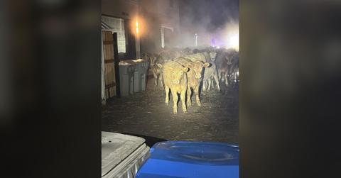 Image of Boise police were called out to rescue about 100 escaped cows.