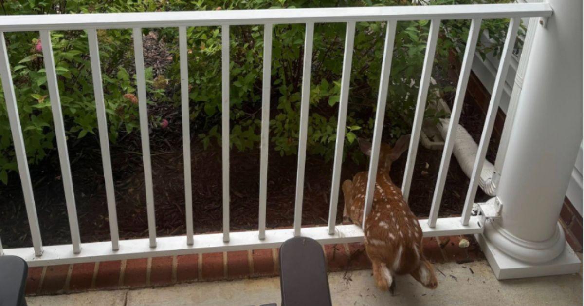 Image of The young deer got stuck between two bars and wasn't able to free itself.