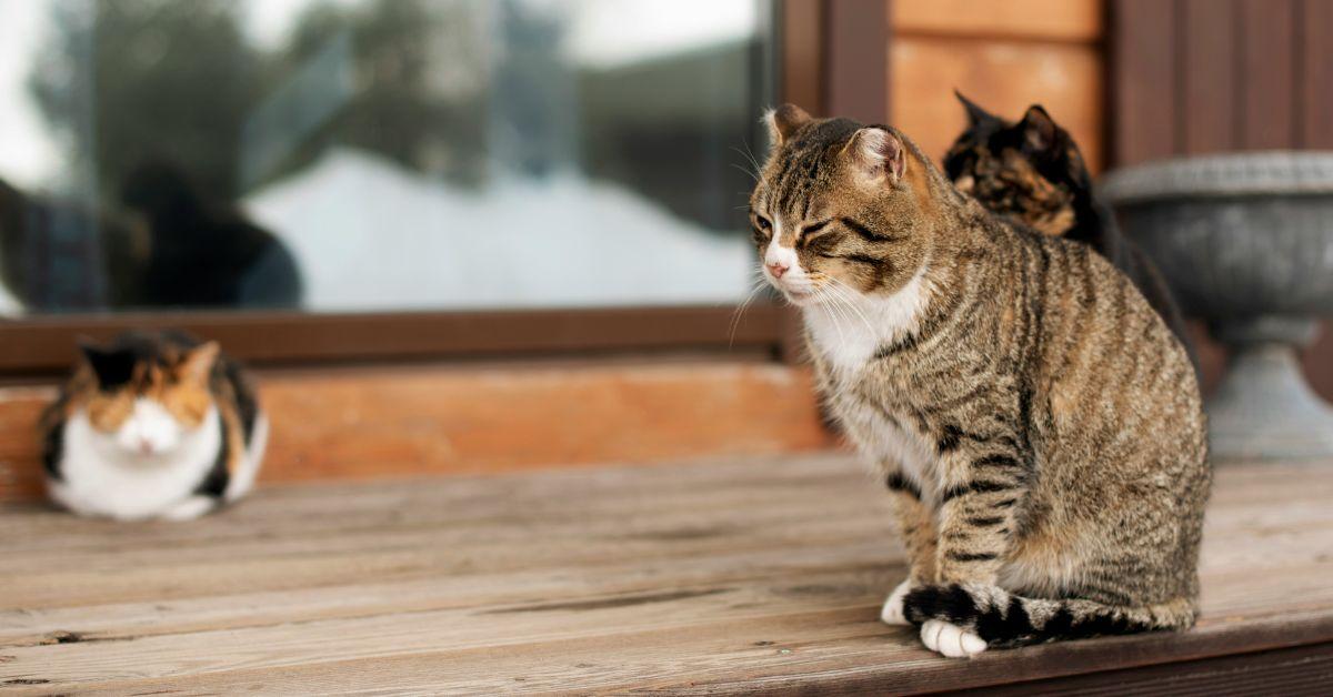 Image of Several cats were saved from a house fire in Virginia.