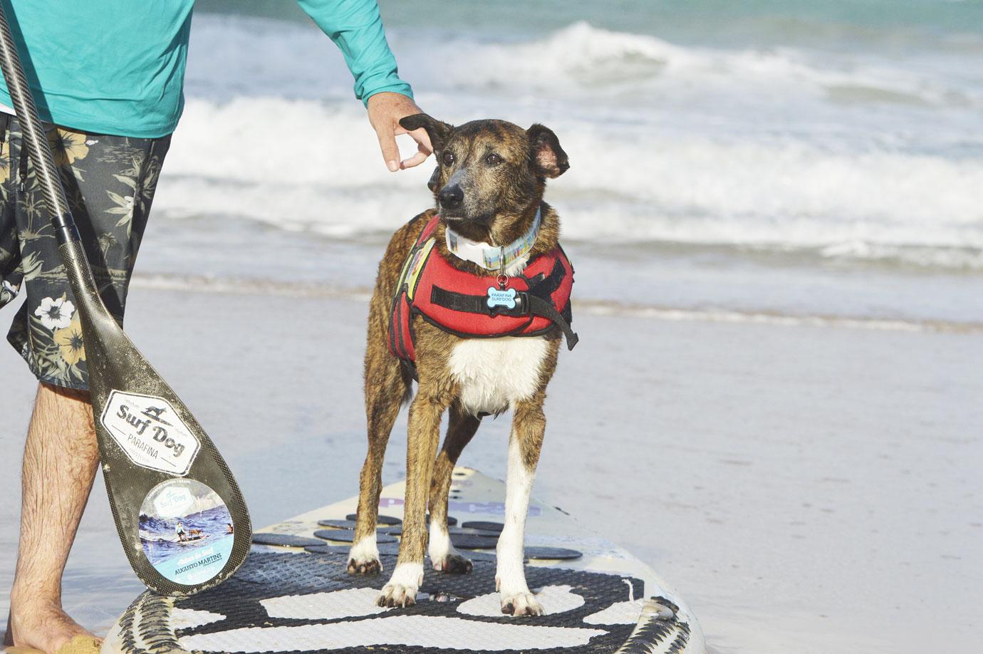 surf dog festival takes place on miami beach in natal