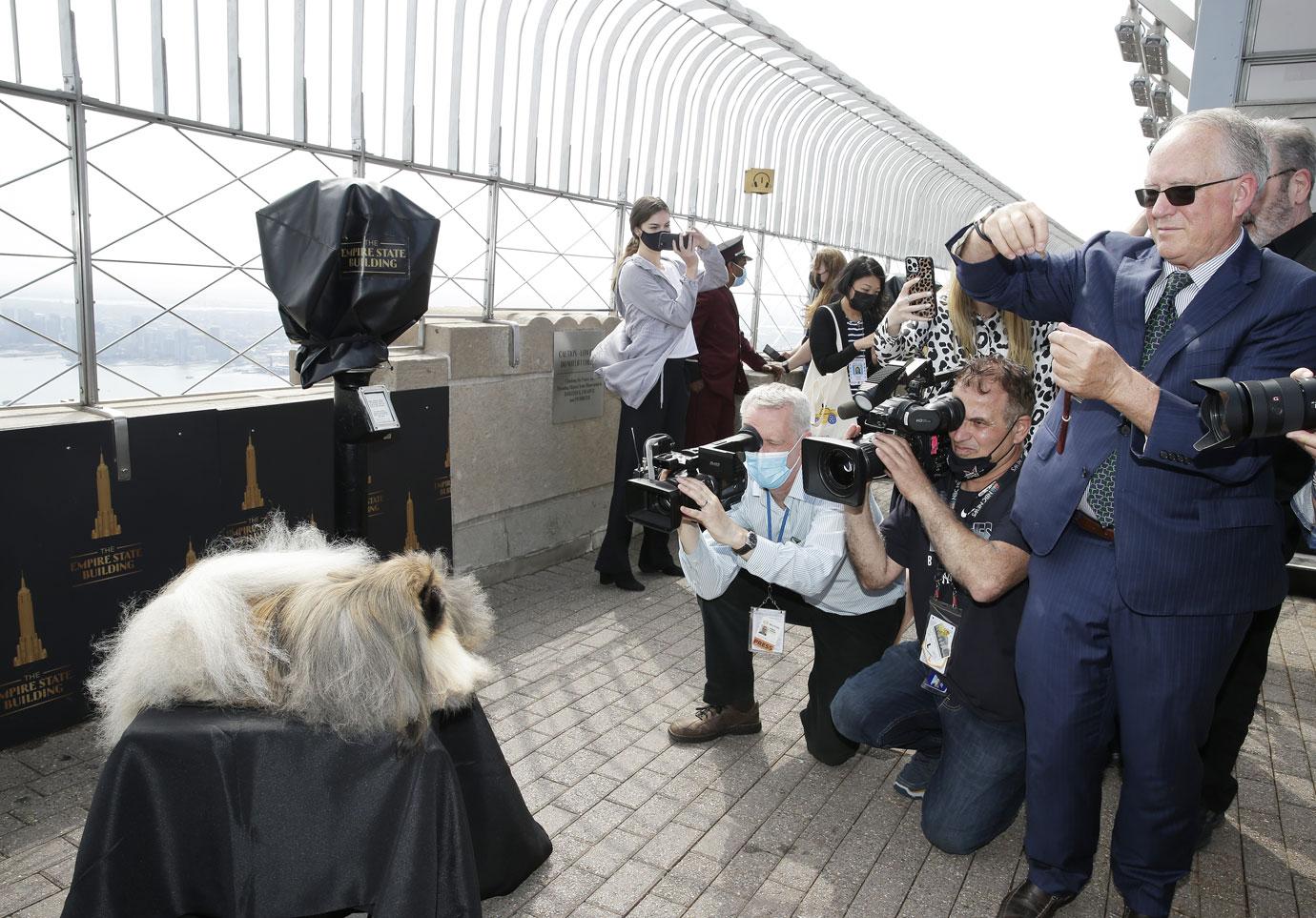 wasabi the pekingese visits empire state building after winning westminster