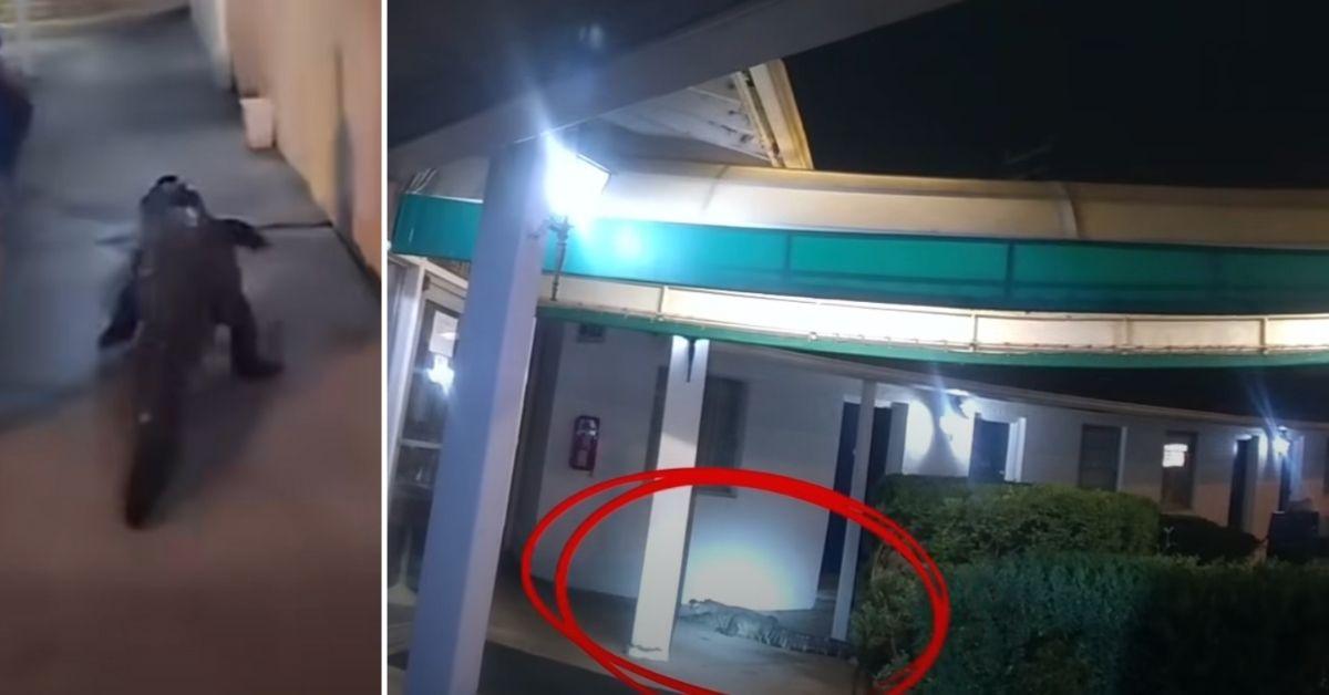 Image of An alligator surprised guests at a Virginia motel.