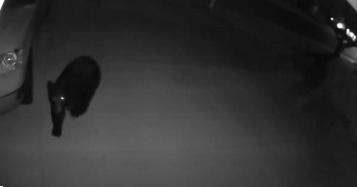 Image of Police captured and released a black bear after it was found roaming near an elementary school in Moab City, Utah.