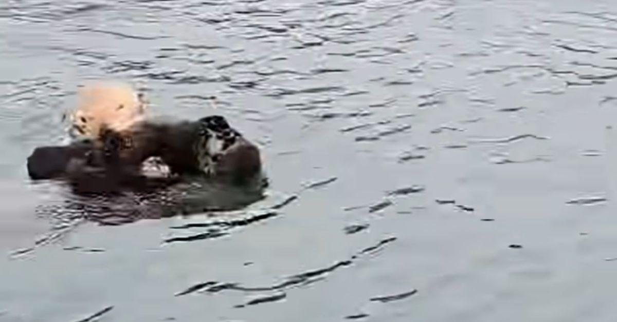 Image of Experts were able to reunite a stranded sea otter pup with its mom.