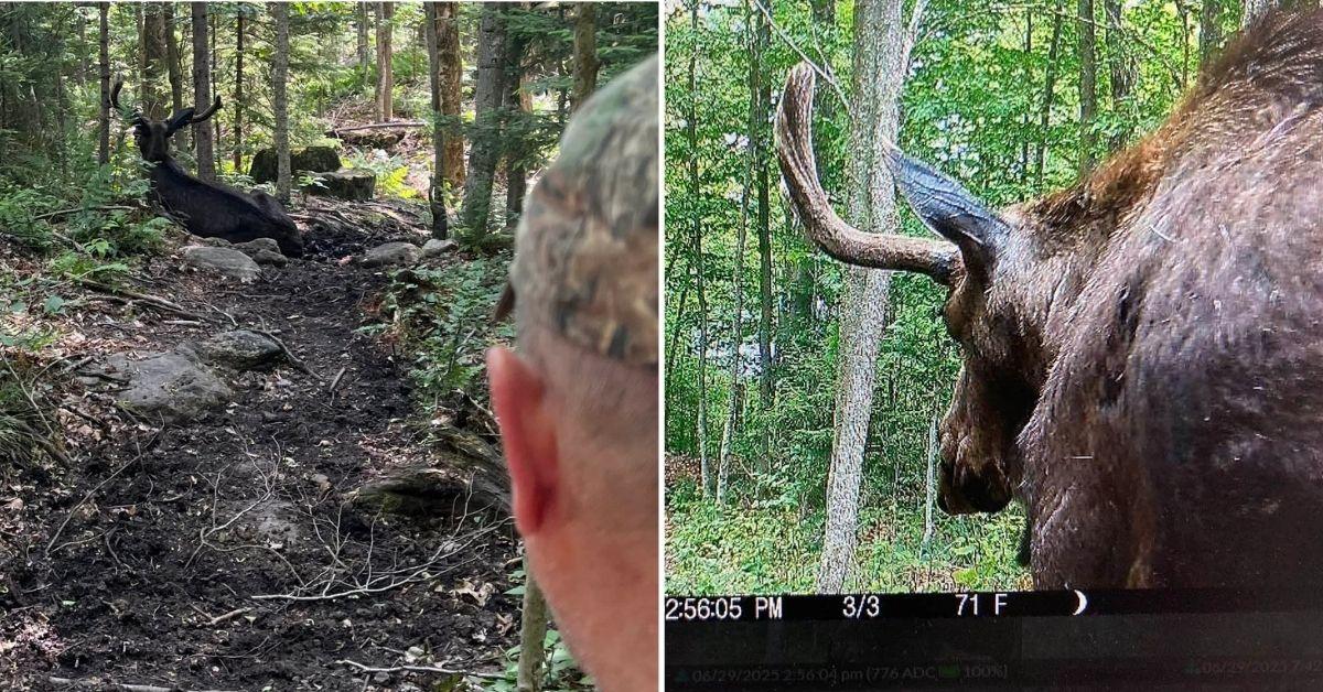 Image of A moose who made headlines for blocking a hike trail had to be euthanized.