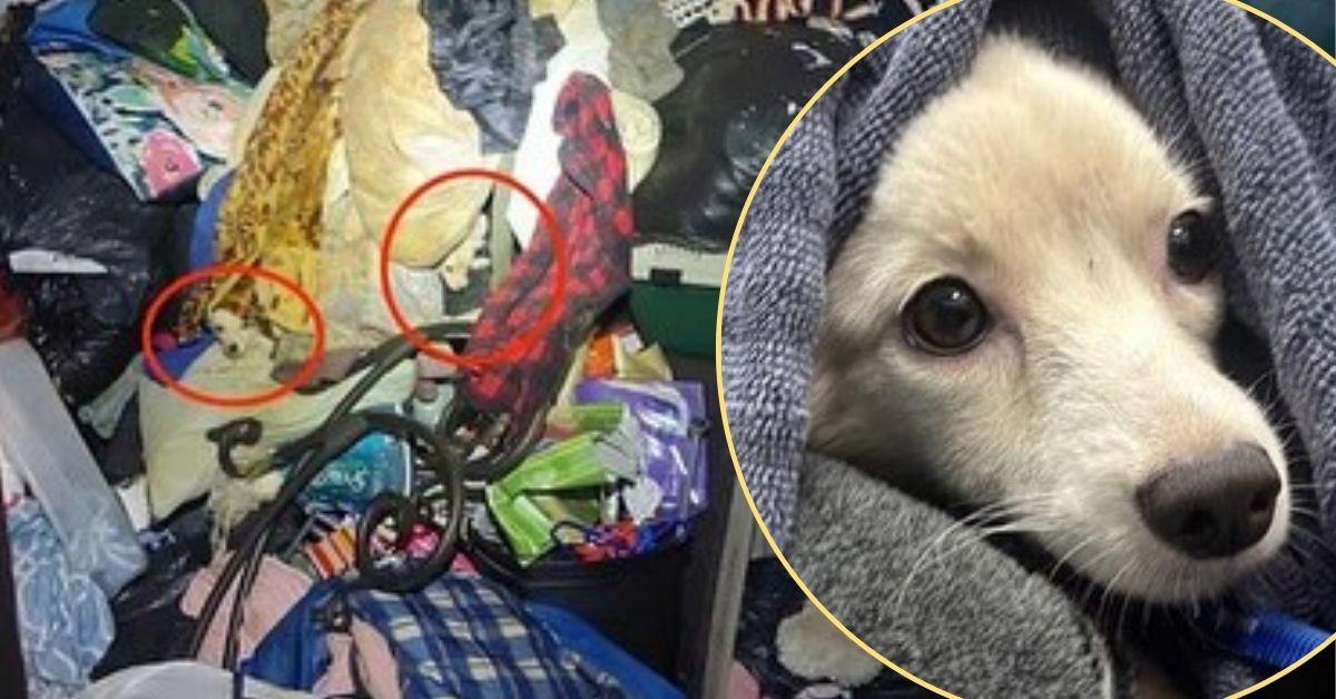 Image of 11 dogs and two cats were found in extreme conditions in an abandoned apartment.