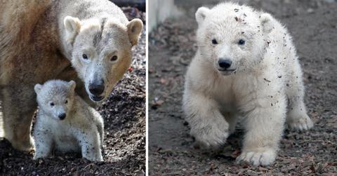first outing baby polar bear with mom mh