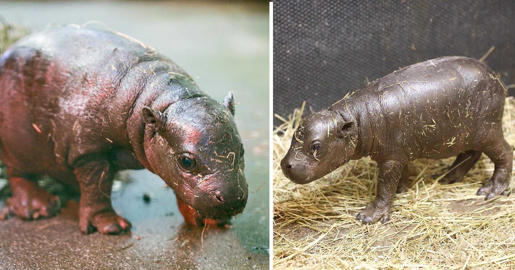 endangered pygmy hippo calf born at zoo