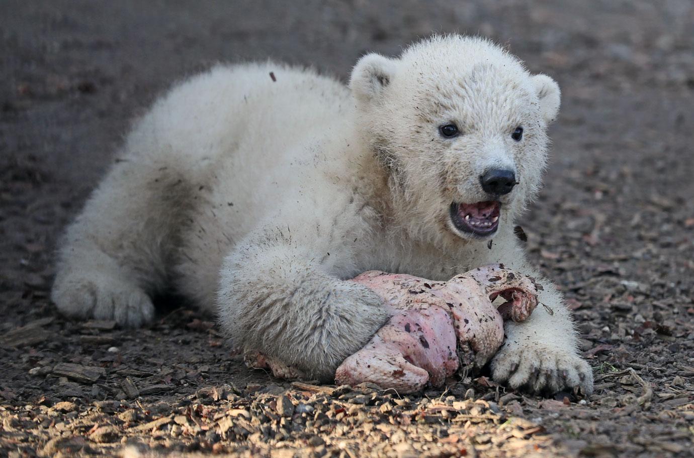 first outing baby polar bear with mom mh