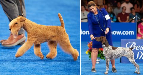 national dog show winners mh