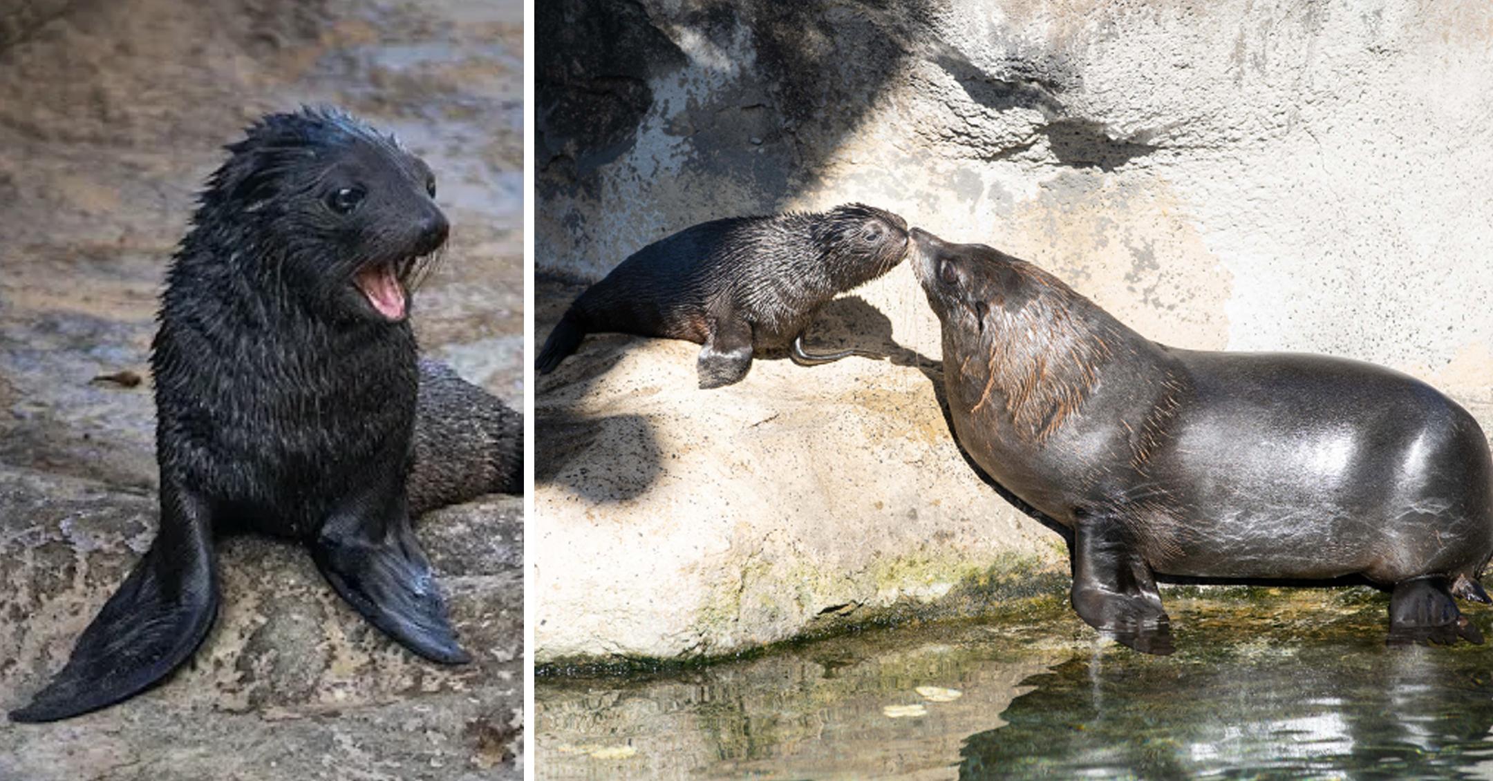 seal pup birubi debut at taronga zoo sydney mh