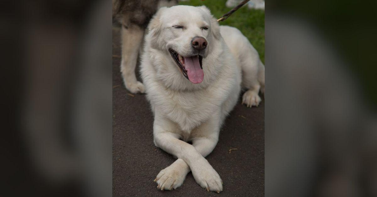 Image of Dogs are welcome at Fort Vancouver.
