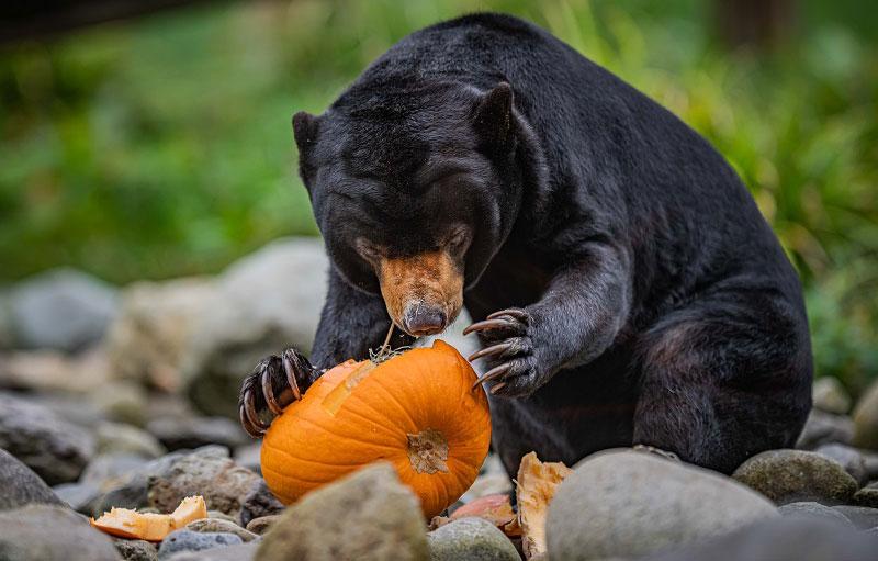 animals at chester zoo get into the spooky spirit this halloween