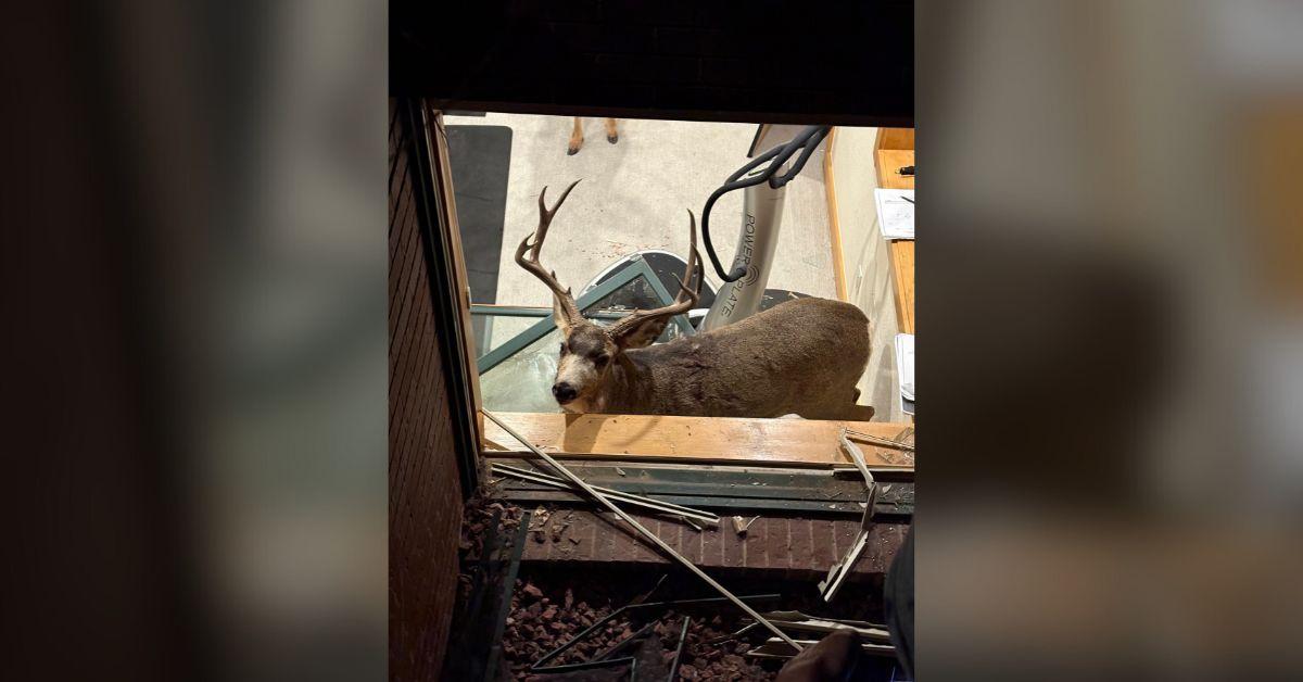 Image of Two deer were found having fallen into a basement gym through the window.