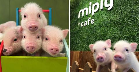micro pigs at cafe in japan