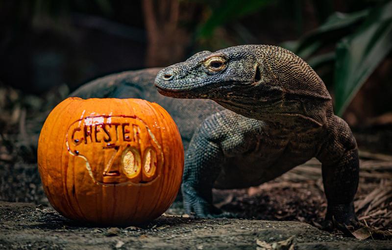 animals at chester zoo get into the spooky spirit this halloween