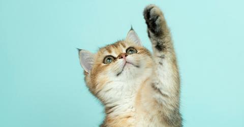 which cat perfect astrological sign pp