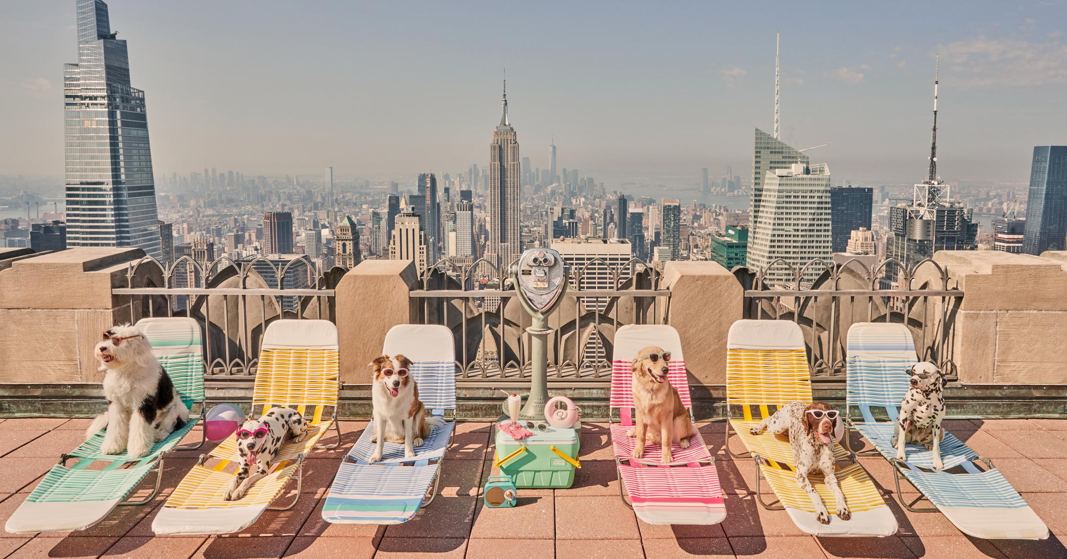 gray malin captures dogs iconic places around big apple new photo series