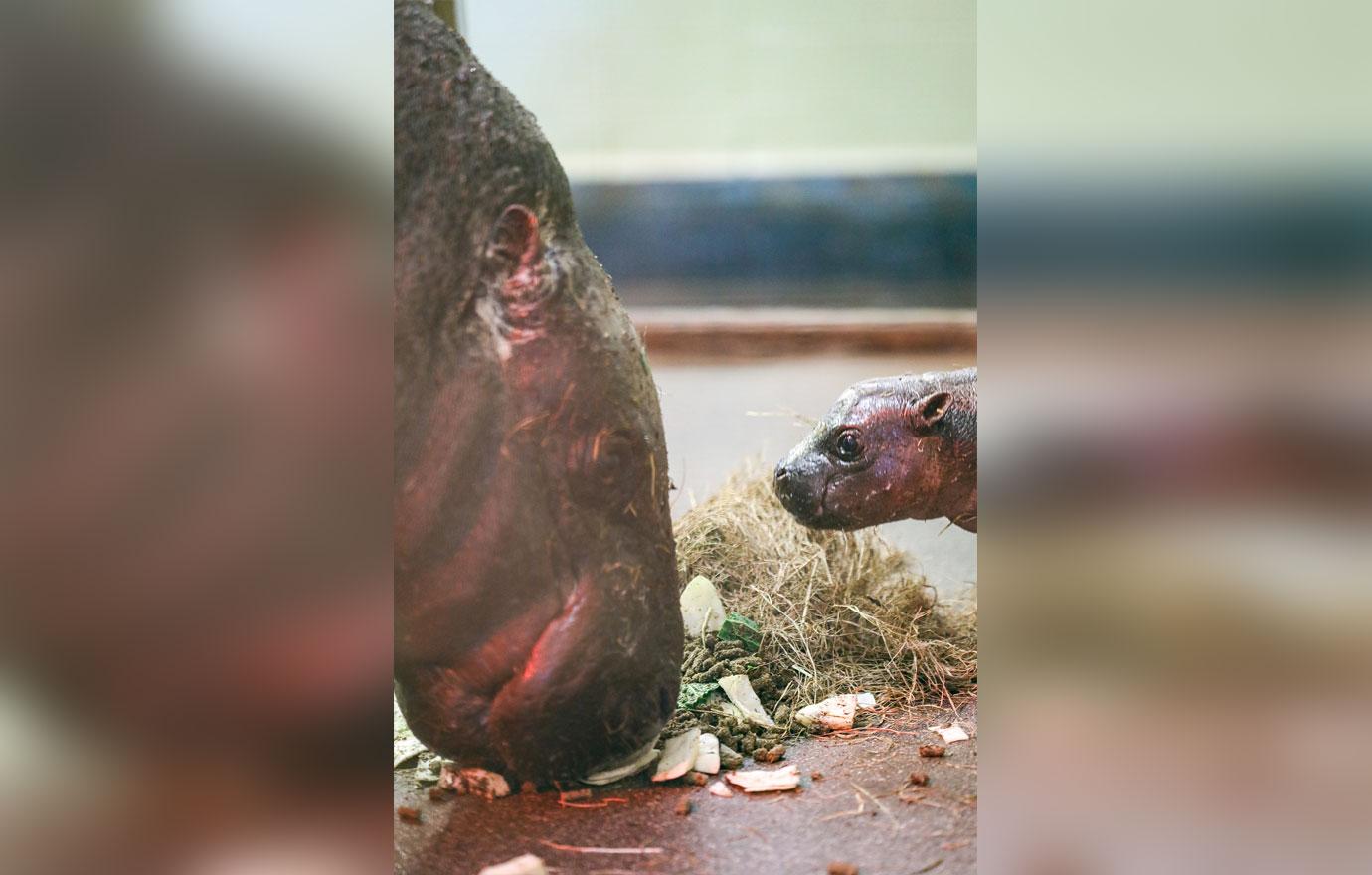 endangered pygmy hippo calf born at zoo