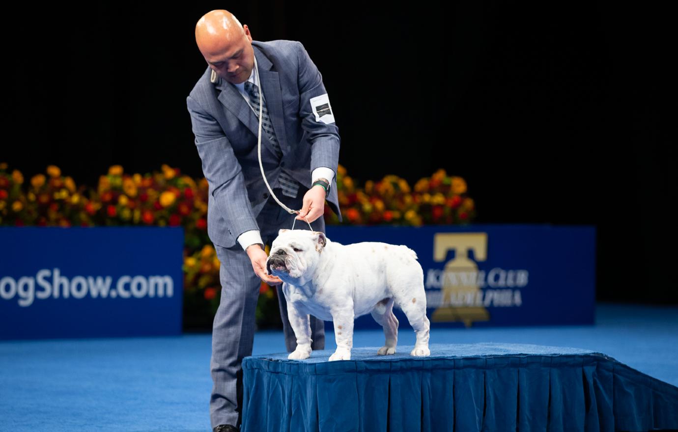 national dog show non sporting