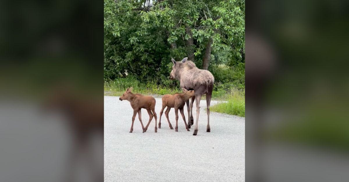 Image of The adult moose eventually walked off with her two calves.