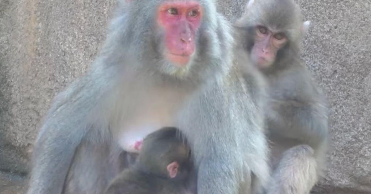 Image of Rikka the macaque takes care of her newborn.