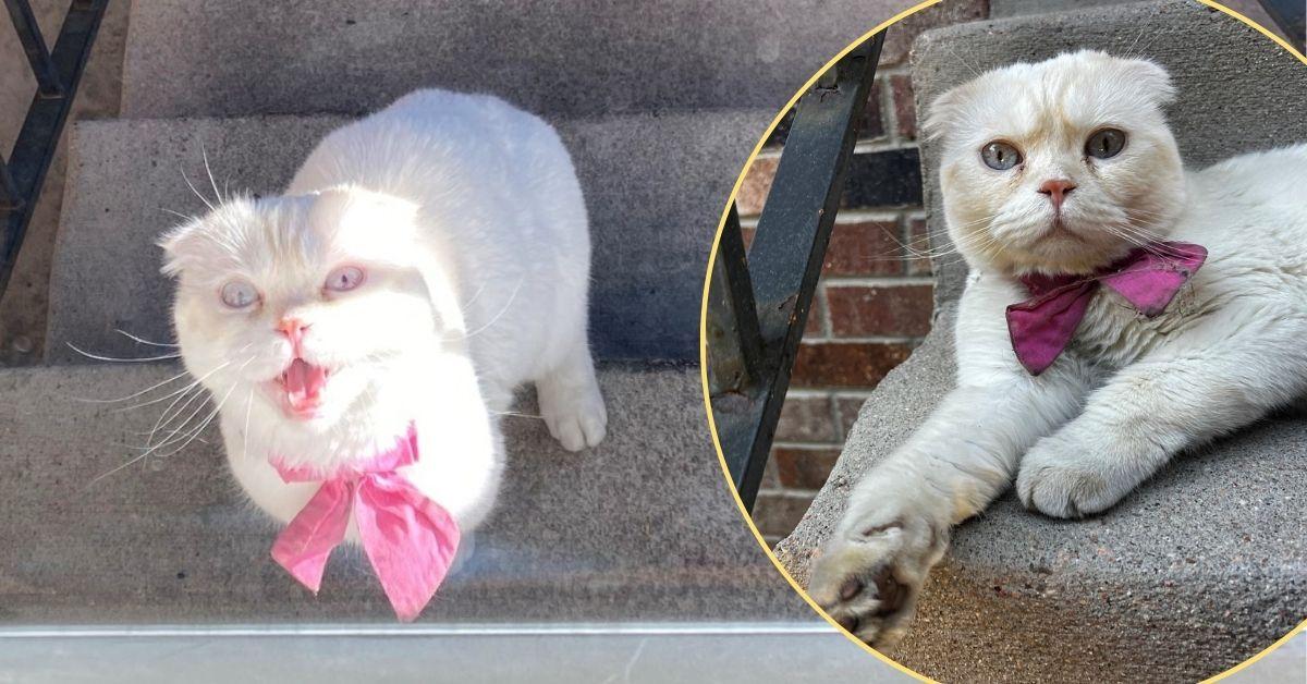 Image of Lulu has been dubbed the "bougiest stray cat" after being rescued by Colorado police.