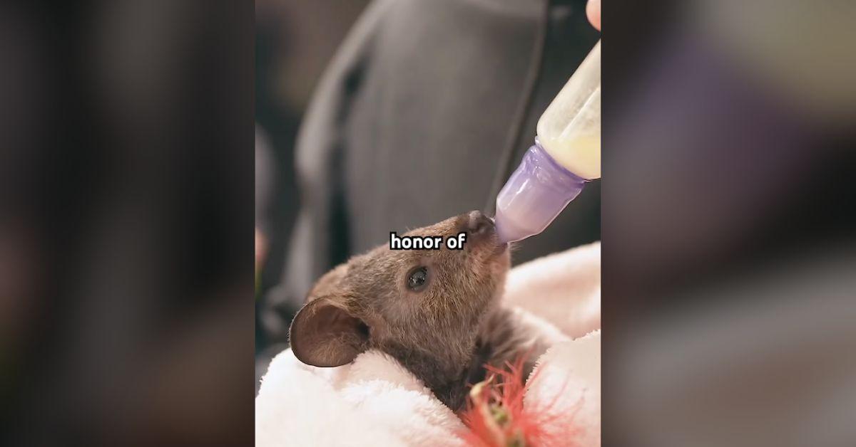 Image of Jelly Roll got to bottle feed a baby quokka named Loretta.